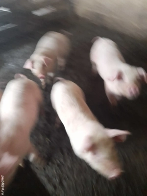 purcei de crescut - imagine 2