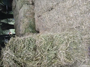 baloți lucernă de vînzare