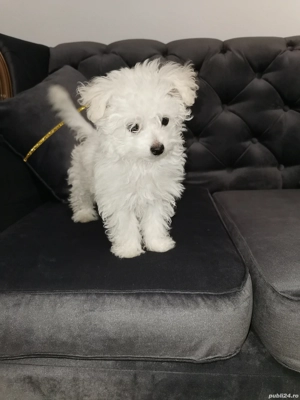Bichon Bolognese  băiețel toy - imagine 3