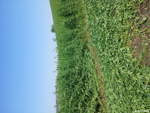 lucernă de vînzare