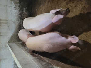 Porci tineri si foarte gustoși! - imagine 5