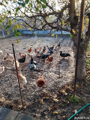 Vând păsări și răți - imagine 2