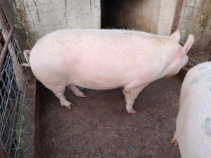 Vând porcii între 270-290kg porcii de țară crescuți natural  - imagine 2