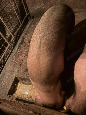 Porc de vânzare sănătos 