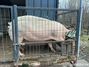 porc de vanzare - imagine 2