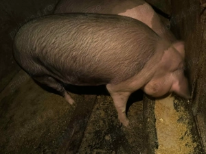 Porc de vânzare sănătos  - imagine 2