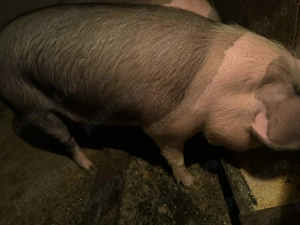 Porc de vânzare sănătos  - imagine 3