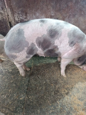 Porc de Crăciun crescut natural  - imagine 2