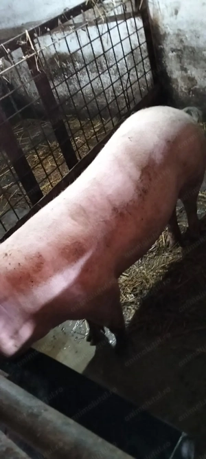 Porc Crăciun preț bun