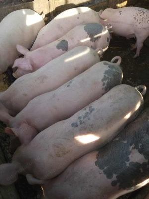 Porci de vânzare de toate marimile