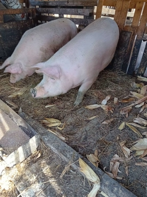 Porci de vânzare de toate marimile - imagine 3