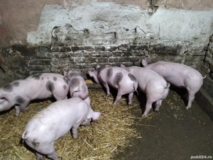 Vand purcei! - imagine 5