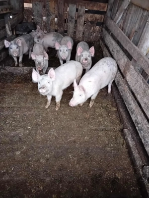 Porci de vânzare de toate marimile - imagine 4