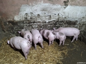 Vand purcei! - imagine 4