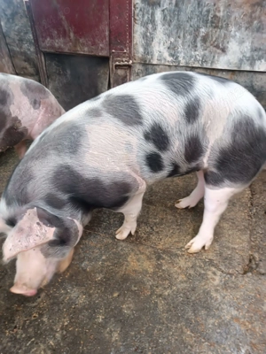 Porc de Crăciun crescut natural  - imagine 4