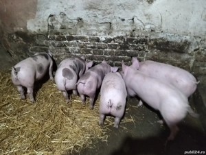 Vand purcei! - imagine 2