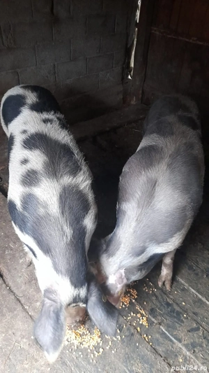 Se vând  #porci - imagine 3