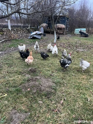 Cocosi de vanzare - imagine 3