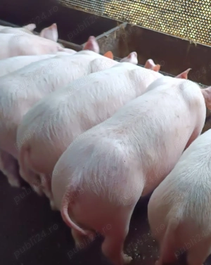 Purcei landras de vânzare