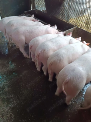 Purcei landras de vânzare - imagine 2