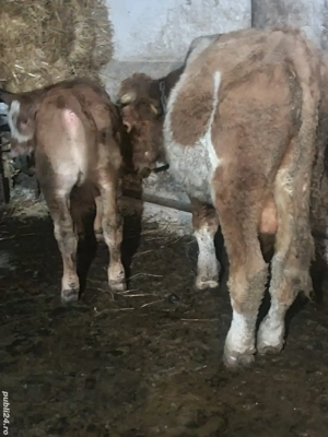 Vind doi tăuraș pentru mai multe detalii la tel   