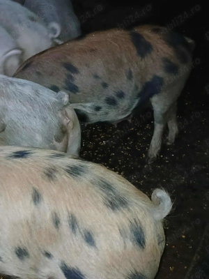 Scroafă gestantă  - imagine 2