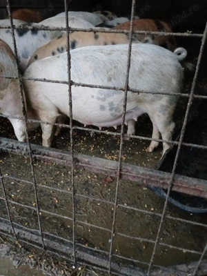 Scroafă gestantă  - imagine 4