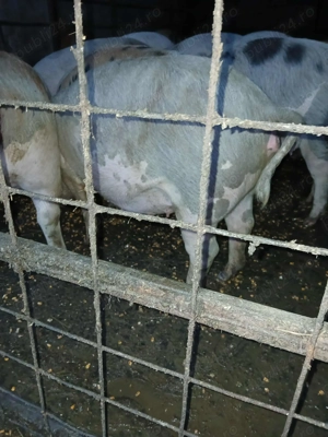 Scroafă gestantă  - imagine 5