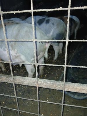 Scroafă gestantă  - imagine 3