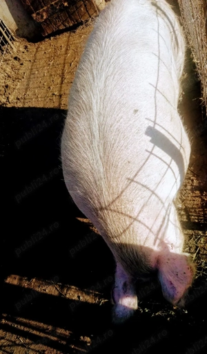 Vând porc de carne, Landrace