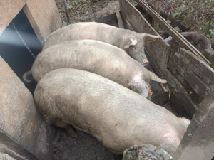 Vând porci crescuți natural - imagine 2