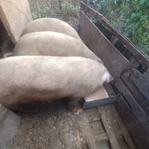 Vând porci crescuți natural