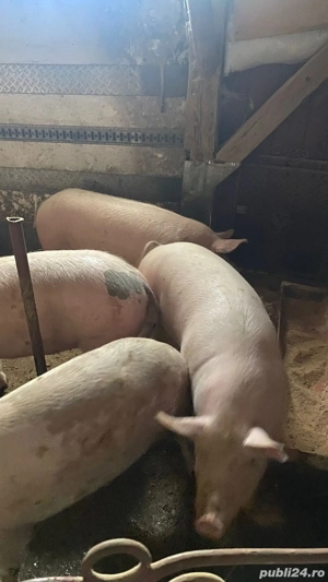 vand porc 150kg - imagine 2