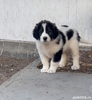 Femela Ciobănesc de Bucovina 