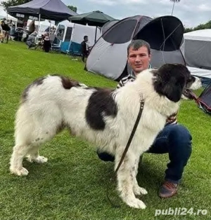 Femela Ciobănesc de Bucovina  - imagine 2