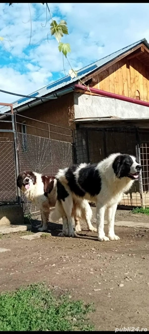 Femela Ciobănesc de Bucovina  - imagine 3