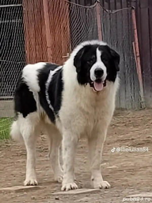 Femela Ciobănesc de Bucovina  - imagine 4