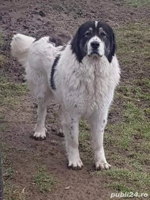 Femela Ciobănesc de Bucovina  - imagine 5
