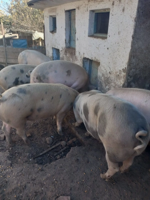 De vanzare - imagine 2