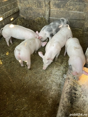 Porci si grasuni  ! - imagine 5