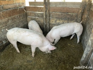 Porci si grasuni  ! - imagine 3