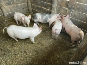 Porci si grasuni  ! - imagine 4