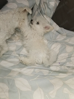 Bichon Bolognese  băiețel toy - imagine 4