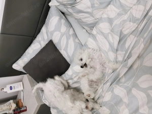 Bichon Bolognese  băiețel toy - imagine 2