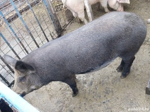 De vânzare  3 porci  - imagine 3