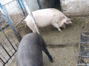 De vânzare  3 porci  - imagine 2