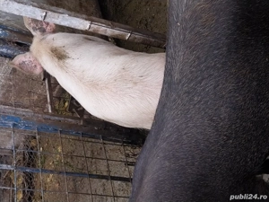 De vânzare  3 porci 