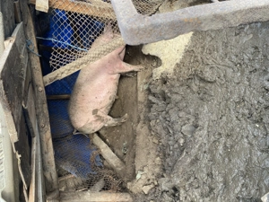 De vanzare hrănită natural cu cereale 