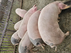 Porci de vânzare, Coșava județ Timiș  - imagine 4