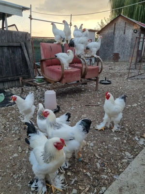 Cocosi brahma talie mare martie 2025 - imagine 3